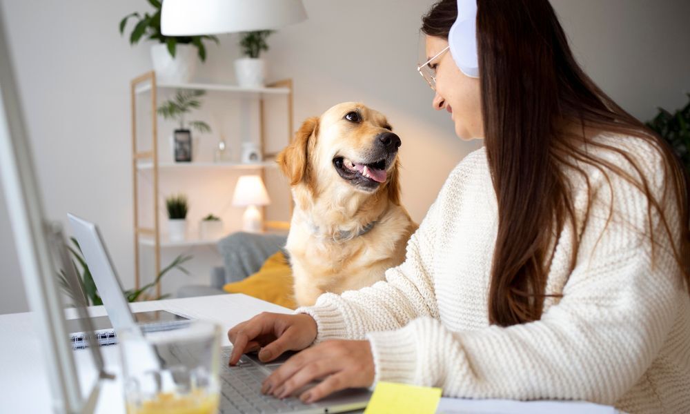 Golden Retriever die mee aan het bureau zit bij een vrouw die aan het werken is op haar laptop